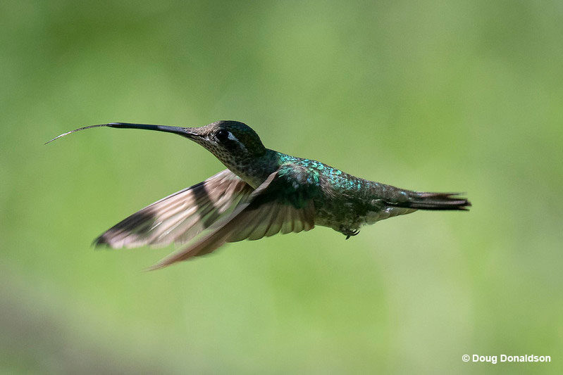 Rivoli's Hummingbird