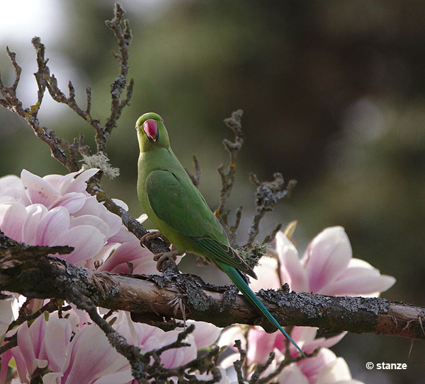 Rose-ringed Parakeet