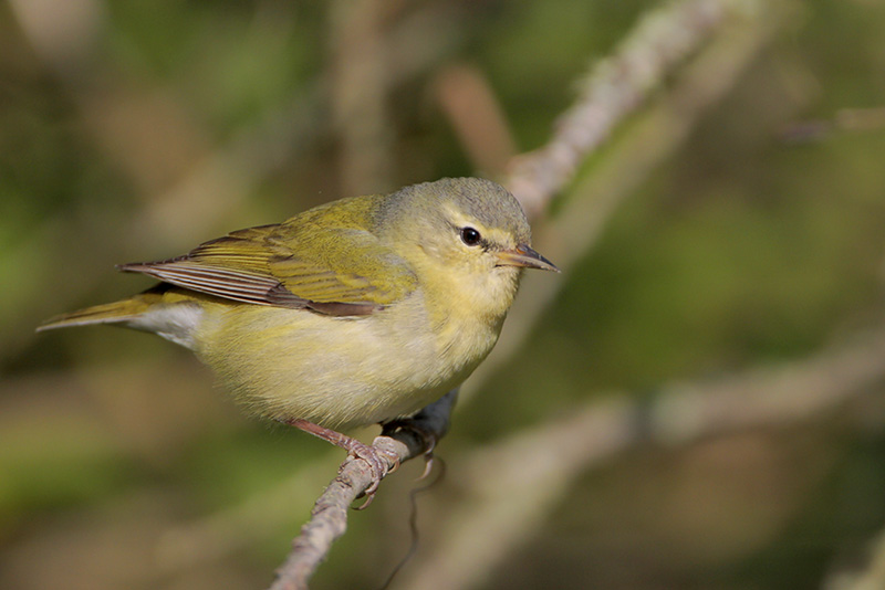 Tennessee Warbler