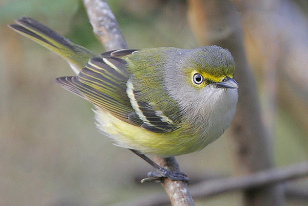 White-eyed Vireo