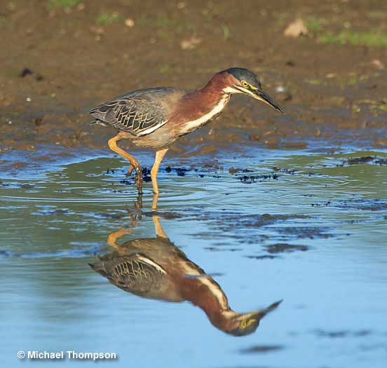 Green Heron