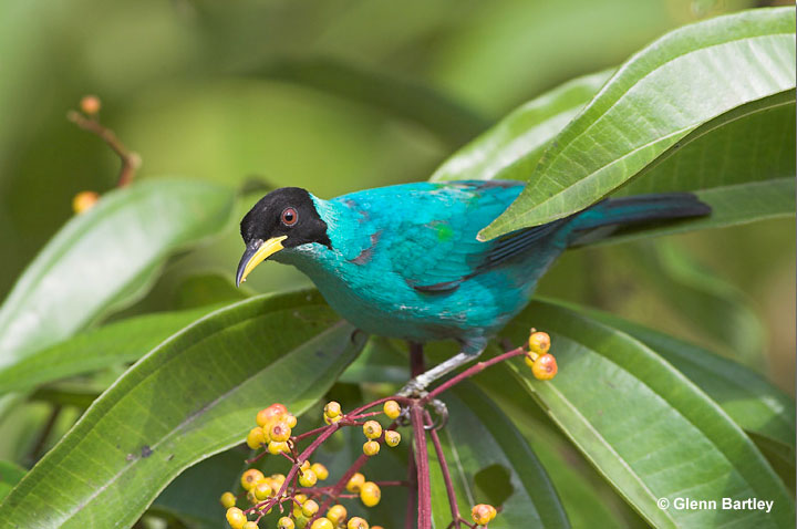 Green Honeycreeper