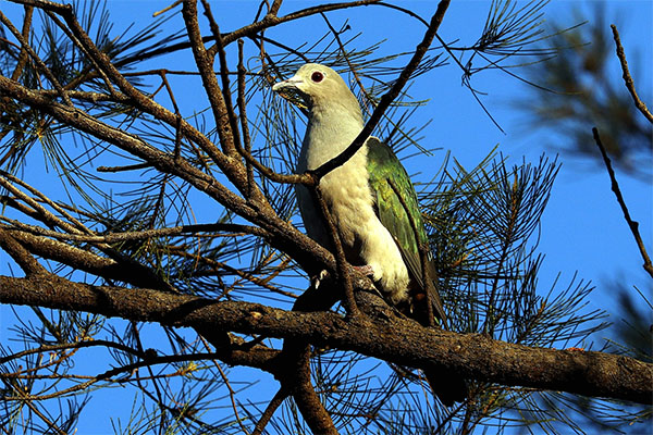 Green Imperial Pigeon