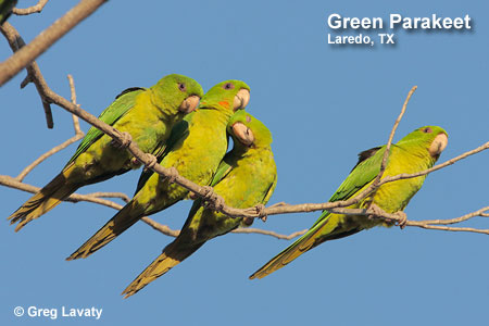 Green Parakeet