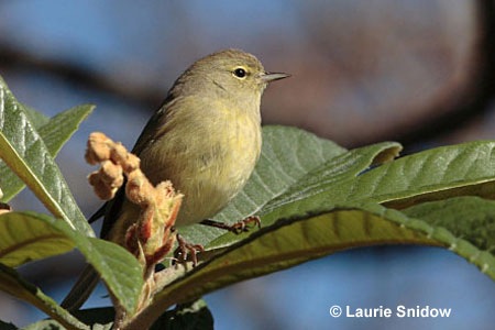 Orange-crowned Warbler
